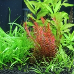 植栽から74日目　チェーンアマゾン